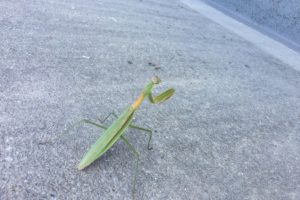 Praying Mantis