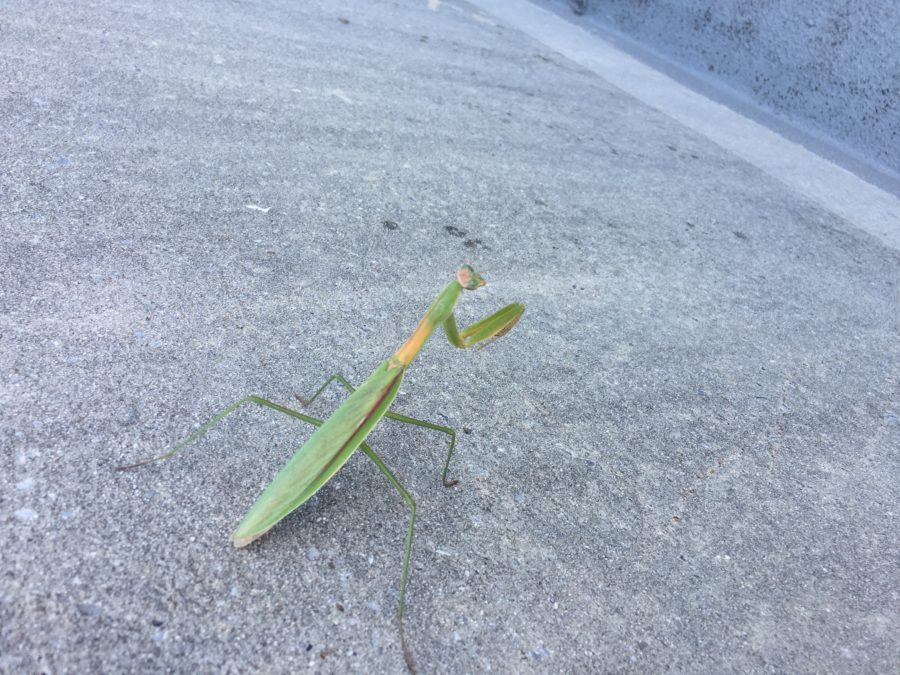 Praying Mantis