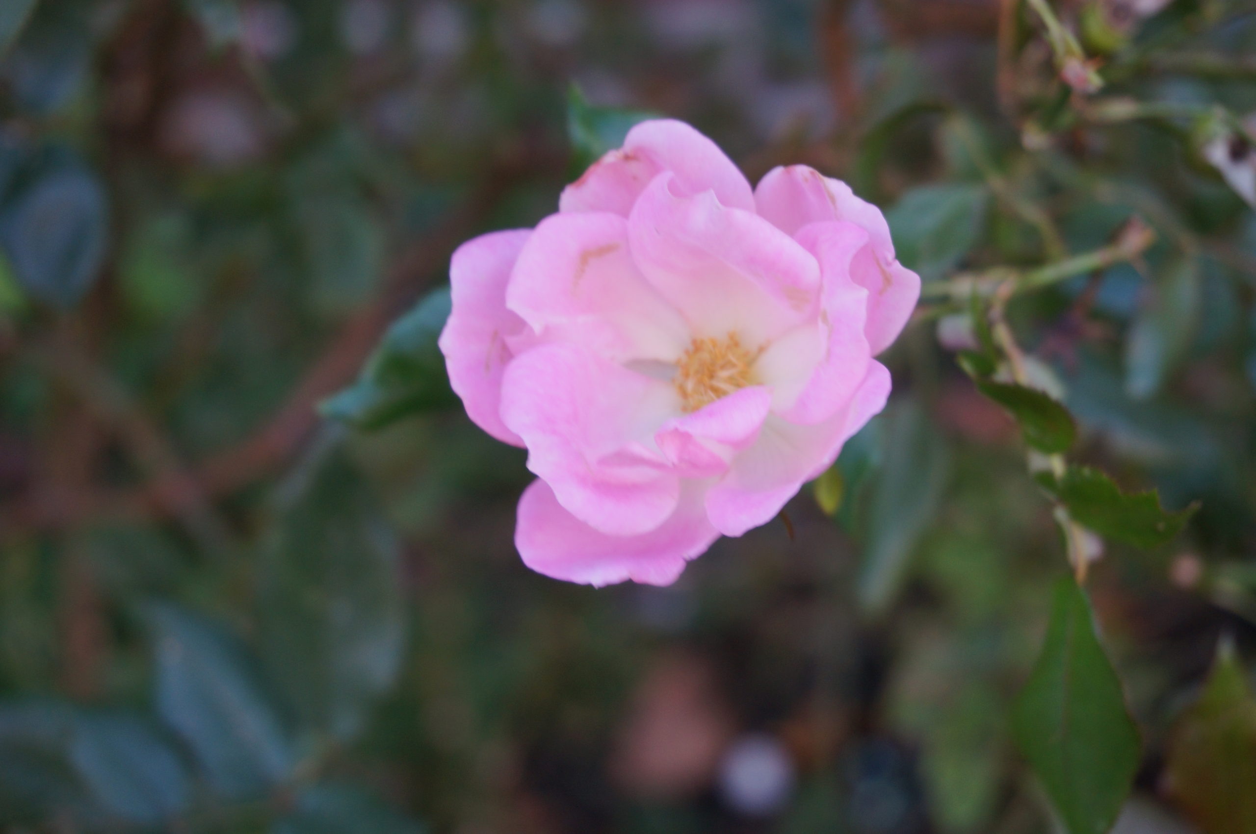 Prairie Rose