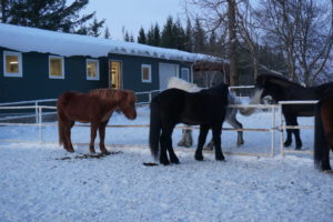 Icelandic Horses