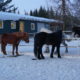 Icelandic Horses – Don’t call them Ponies!