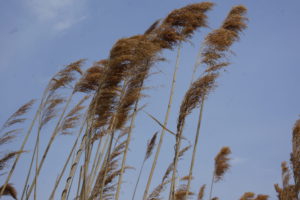 Wind in the rushes –