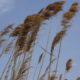 Wind in the rushes –