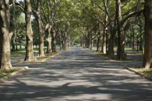 Flushing Meadow Park: Corridor of Trees